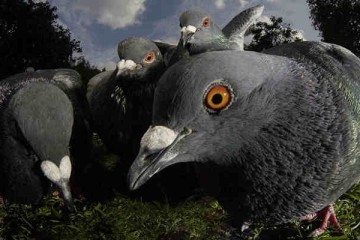 Pigeons en quête d'une mère célibataire